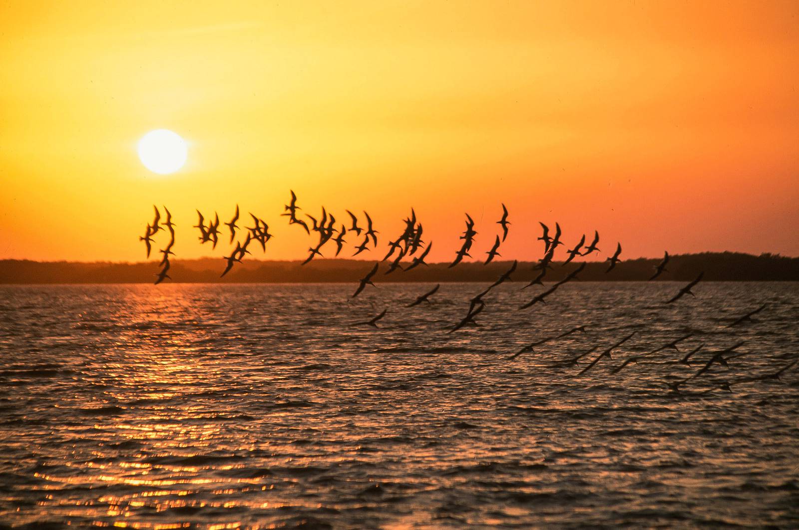 MicroStep-MIS | Why do sunsets differ in color?